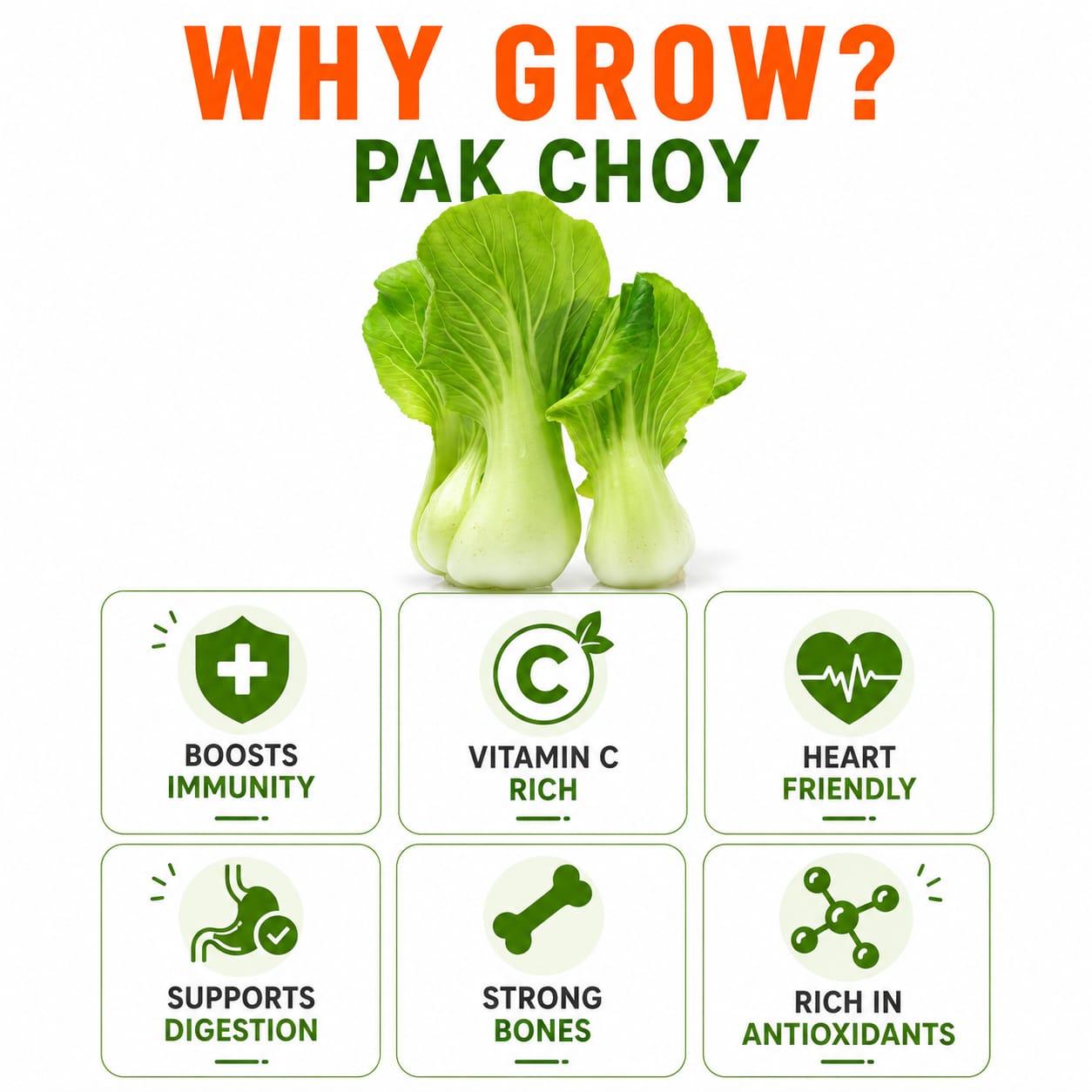 Pak Choy Seeds for Home & Terrace Gardening