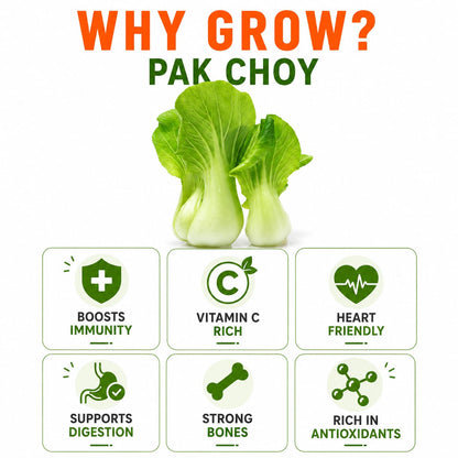 Pak Choy Seeds for Home & Terrace Gardening