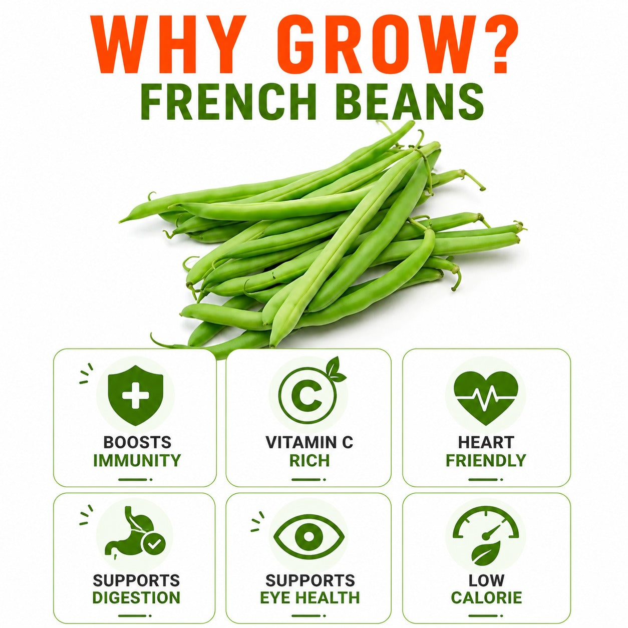 French Beans Seeds for Home & Terrace Gardening