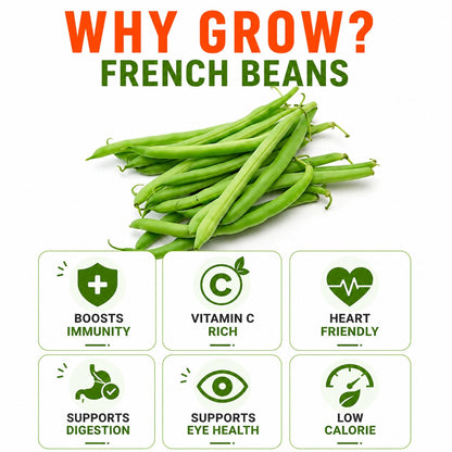 French Beans Seeds for Home & Terrace Gardening