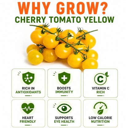 Cherry Tomato Yellow Seeds for Home & Terrace Gardening