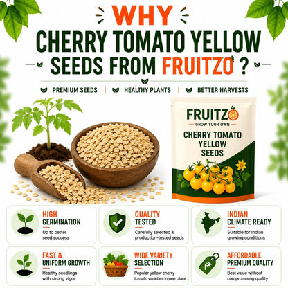 Cherry Tomato Yellow Seeds for Home & Terrace Gardening