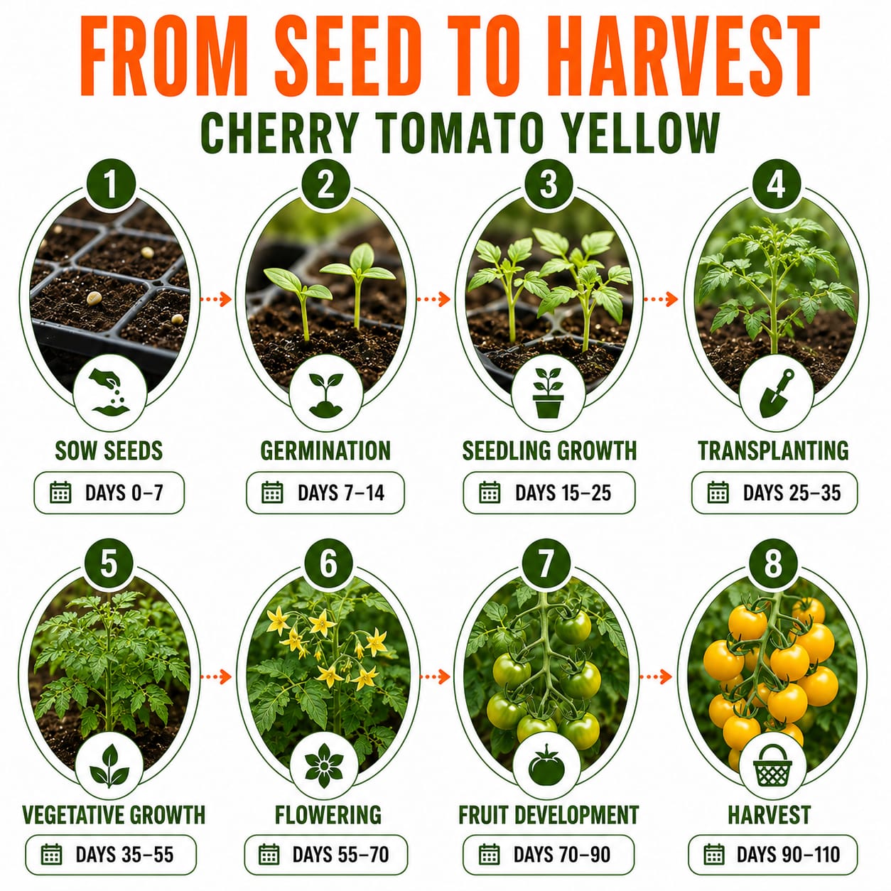 Cherry Tomato Yellow Seeds for Home & Terrace Gardening