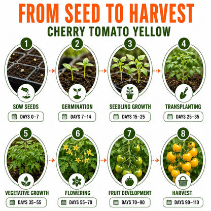 Cherry Tomato Yellow Seeds for Home & Terrace Gardening