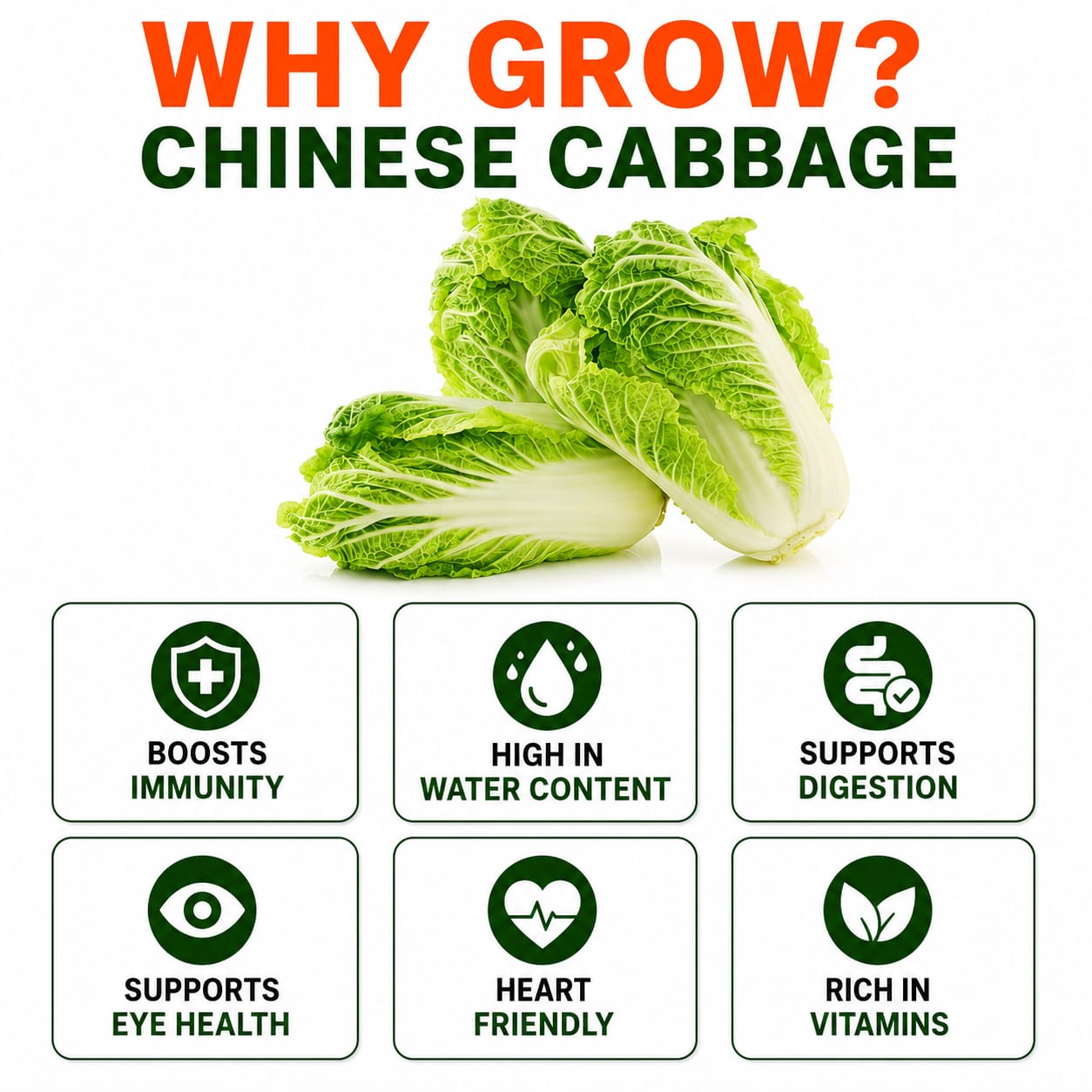 Chinese Cabbage Seeds for Home & Terrace Gardening