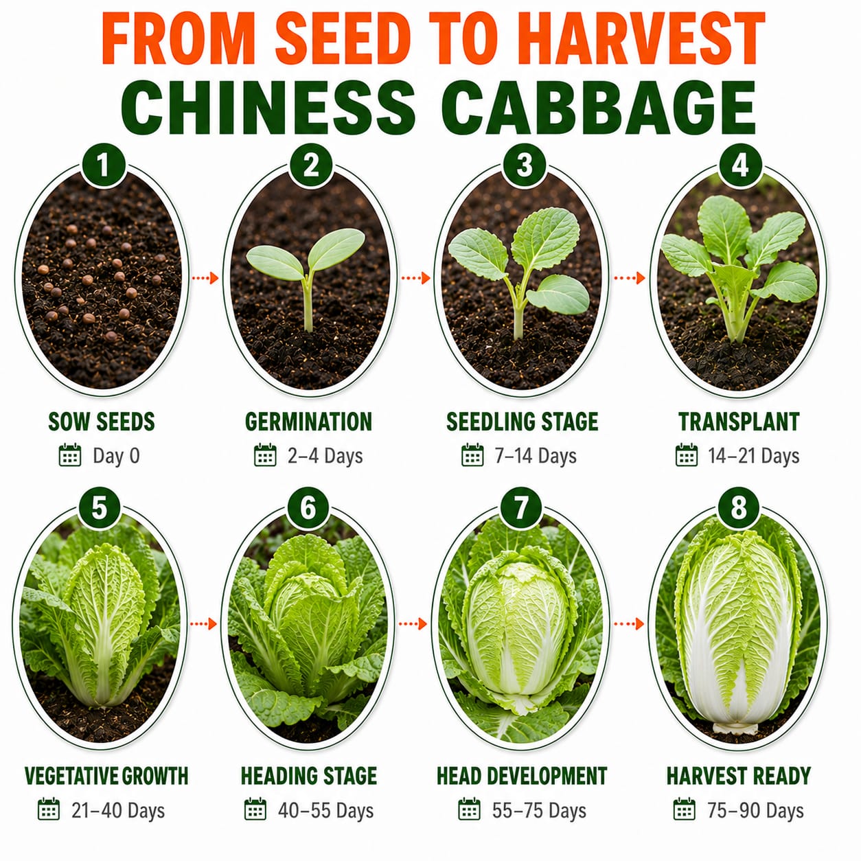 Chinese Cabbage Seeds for Home & Terrace Gardening
