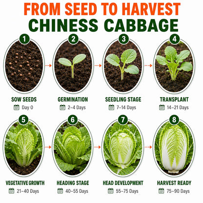 Chinese Cabbage Seeds for Home & Terrace Gardening