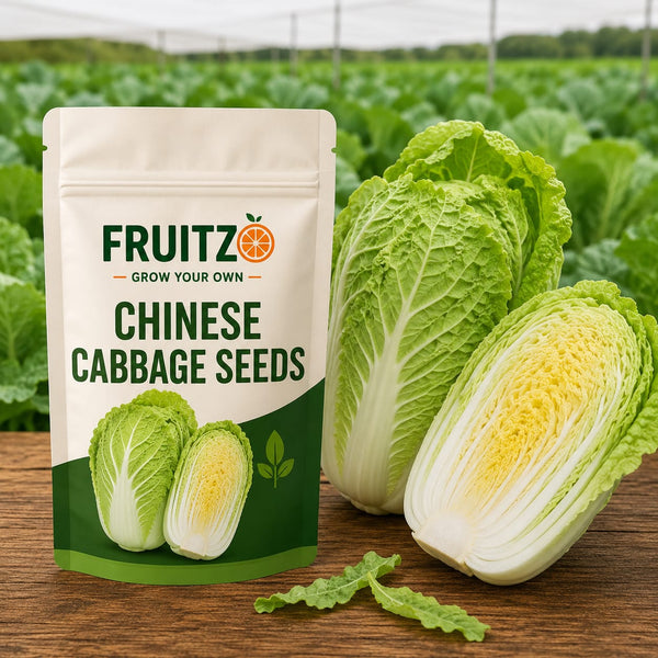 Chinese Cabbage Seeds for Home & Terrace Gardening