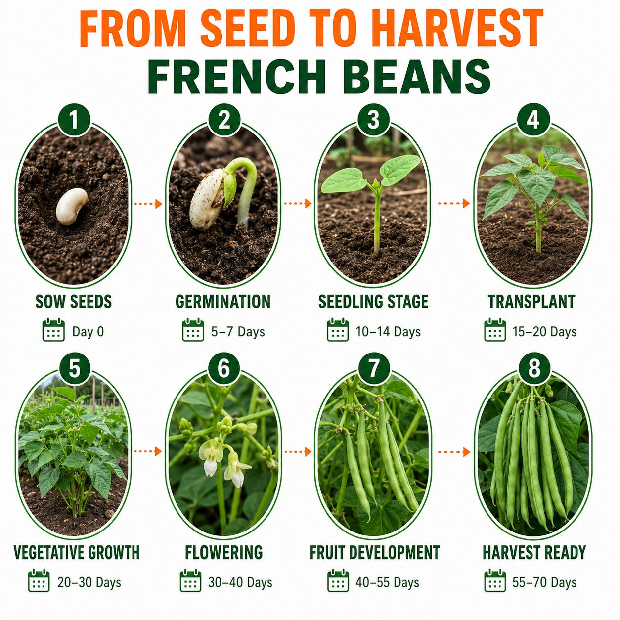 French Beans Seeds for Home & Terrace Gardening