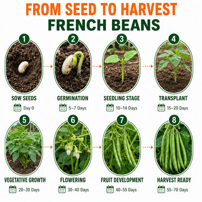 French Beans Seeds for Home & Terrace Gardening