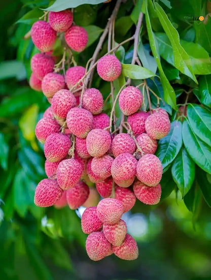 Bombai Litchi Lychee Layering/Grafted Fruit Plant  for Home & Terrace Gardening