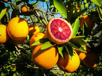 Moro Blood Orange Grafted Fruit Plant for Home & Terrace Gardening