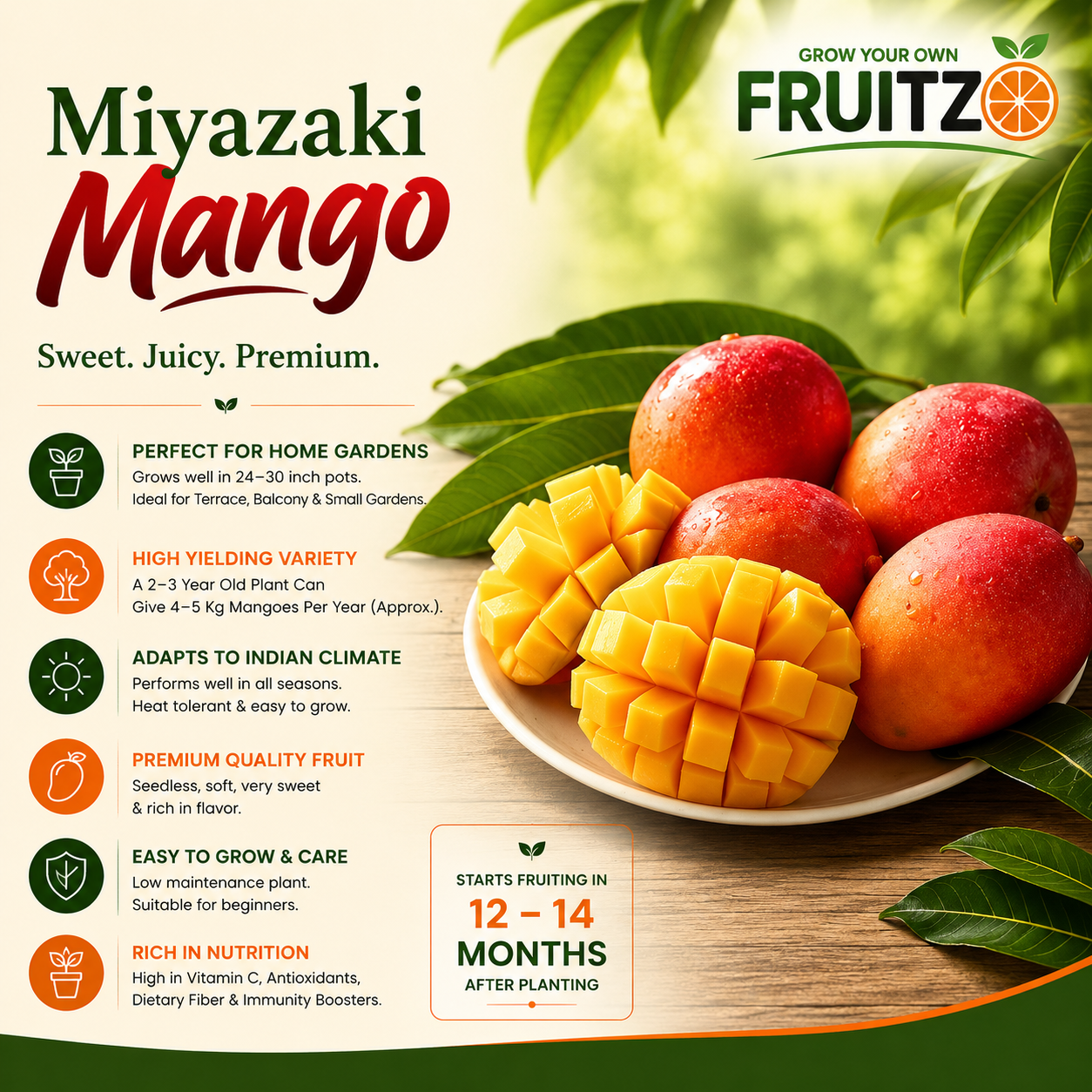 Japanese Miyazaki Mango for Home & Terrace Gardening