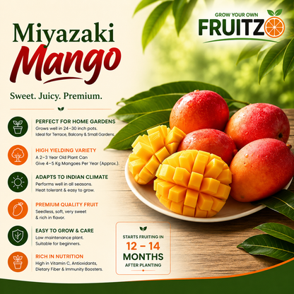 Japanese Miyazaki Mango for Home & Terrace Gardening