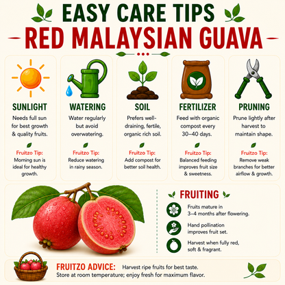 Red Malaysian Guava Fruit Plant (Grafted) For Home & Terrace Gardening