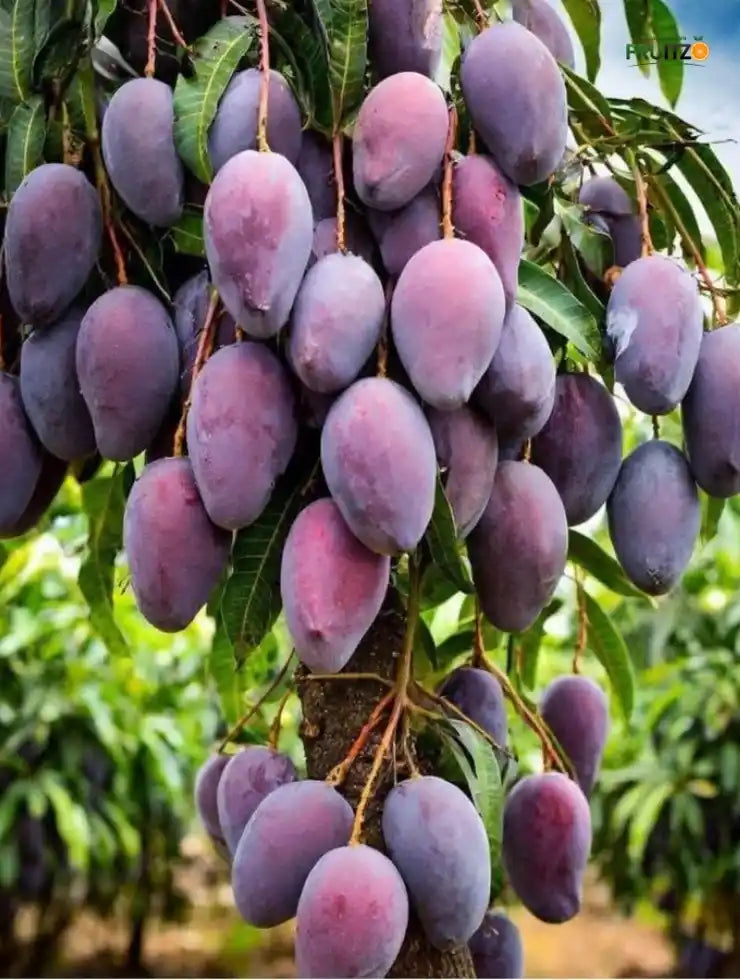 American Red Palmar Mango Grafted Plant For Home & Terrace Gardening.