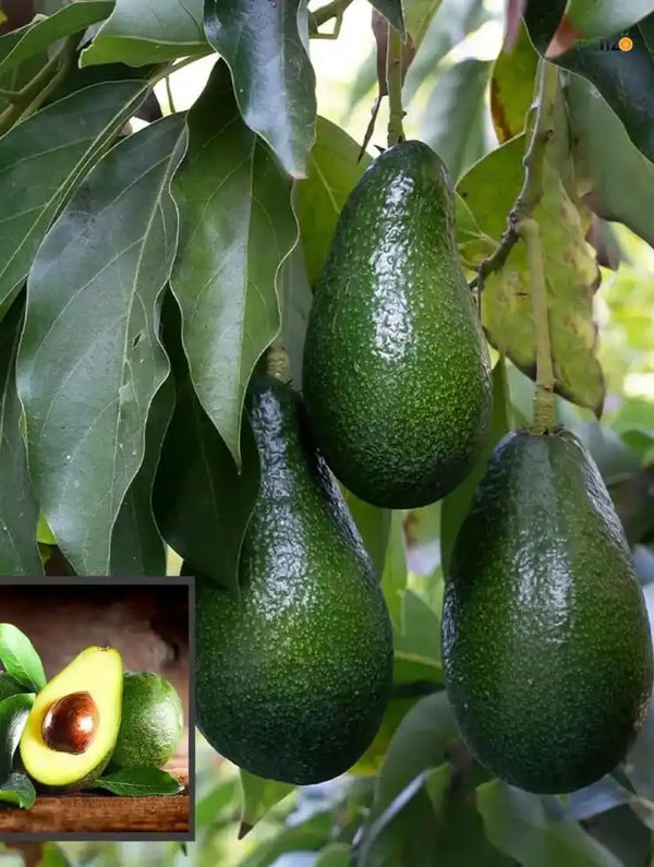 Avocado Grafted Fruit Plant  for Home & Terrace Gardening