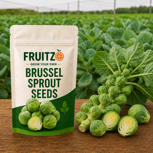 Brussel Sprout Seeds For Home & Terrace Gardening