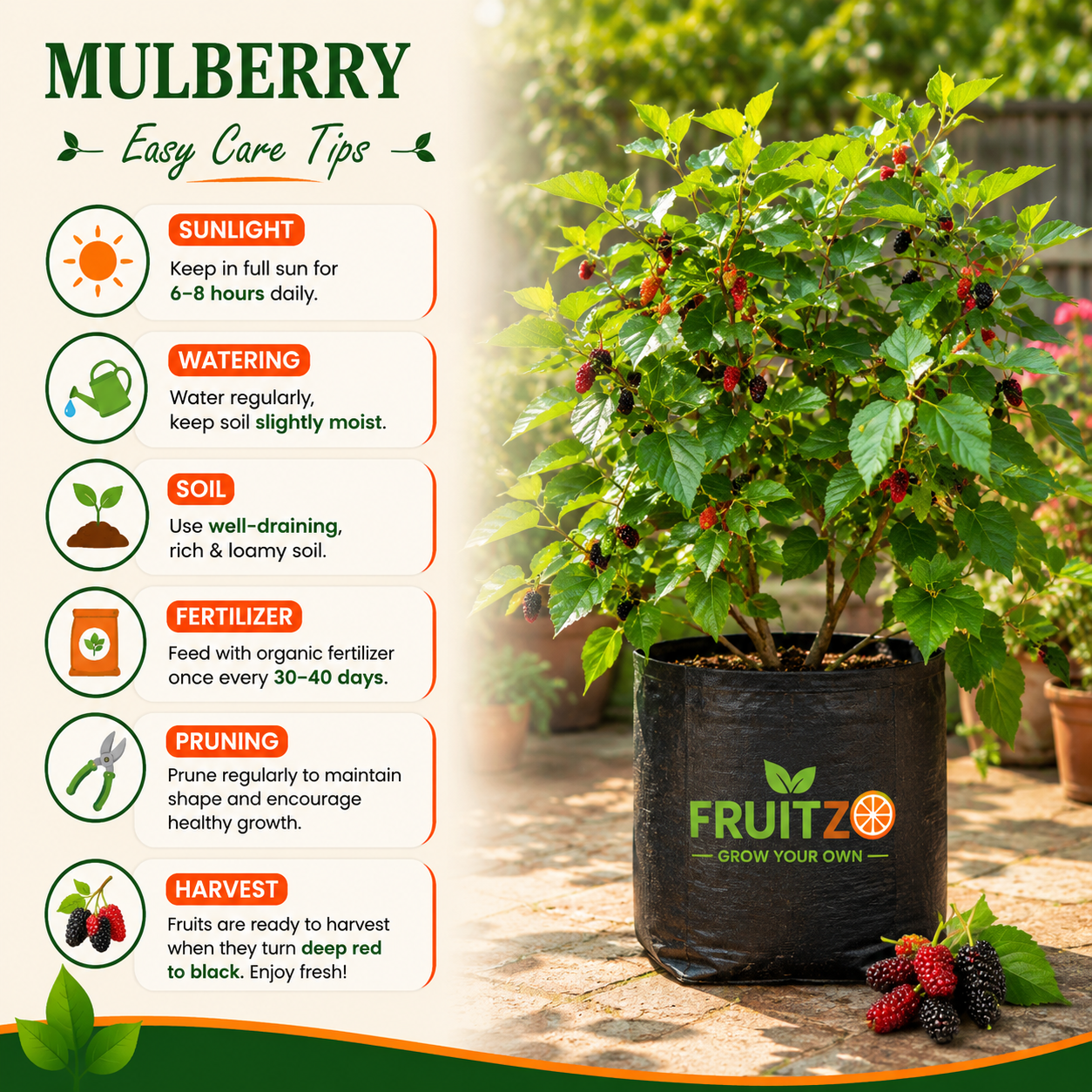 Mulberry Grafted Fruit Plant for Home & Terrace