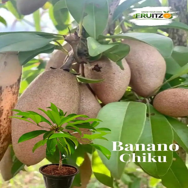 Banana Chiku Grafted Hybrid Plant Perfect for Home & Terrace Gardening