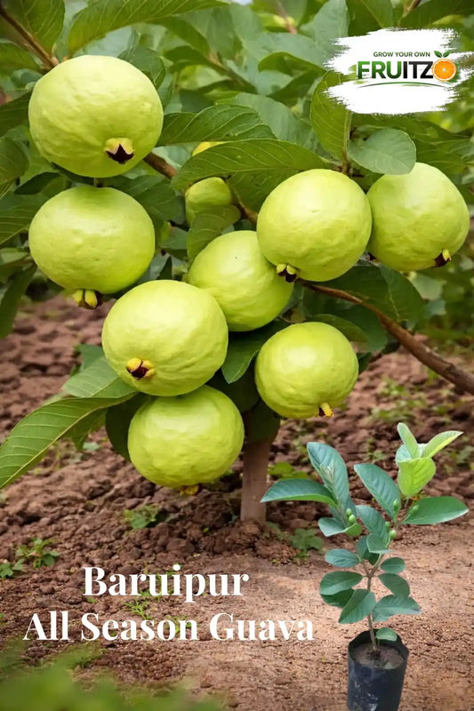 Baruipur All-Season Guava Tree for Home Gardens (Grafted)