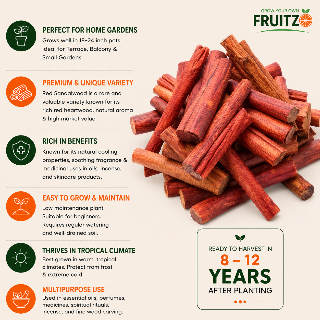 Red Sandalwood Plant  for Home & Terrace Gardening