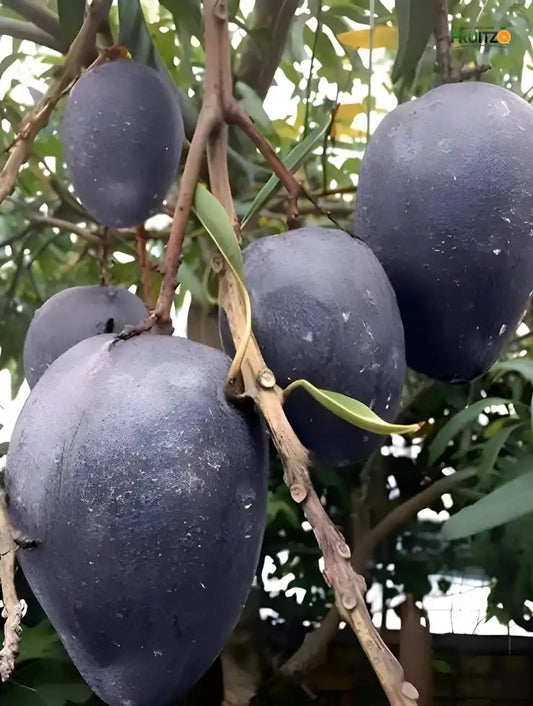 Black Stone Mango Grafted plant For Home & Terrace Gardening