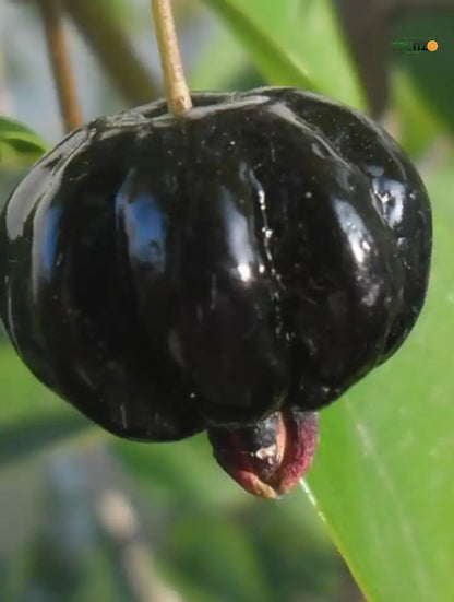 Black Surinam Cherry Grafted Plant For Home And Terrace Garden