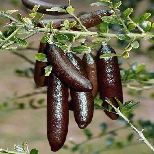 black Finger Lemon Grafted Plant For Home | Terrace Gardening