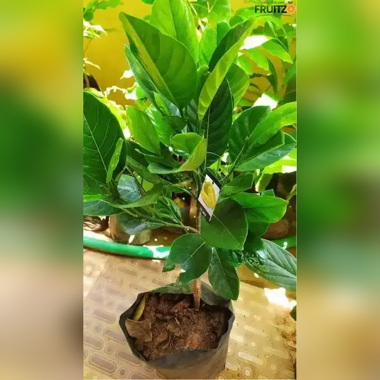 Thai All Time Jackfruit Grafted Plant 1.5 -2 Feet