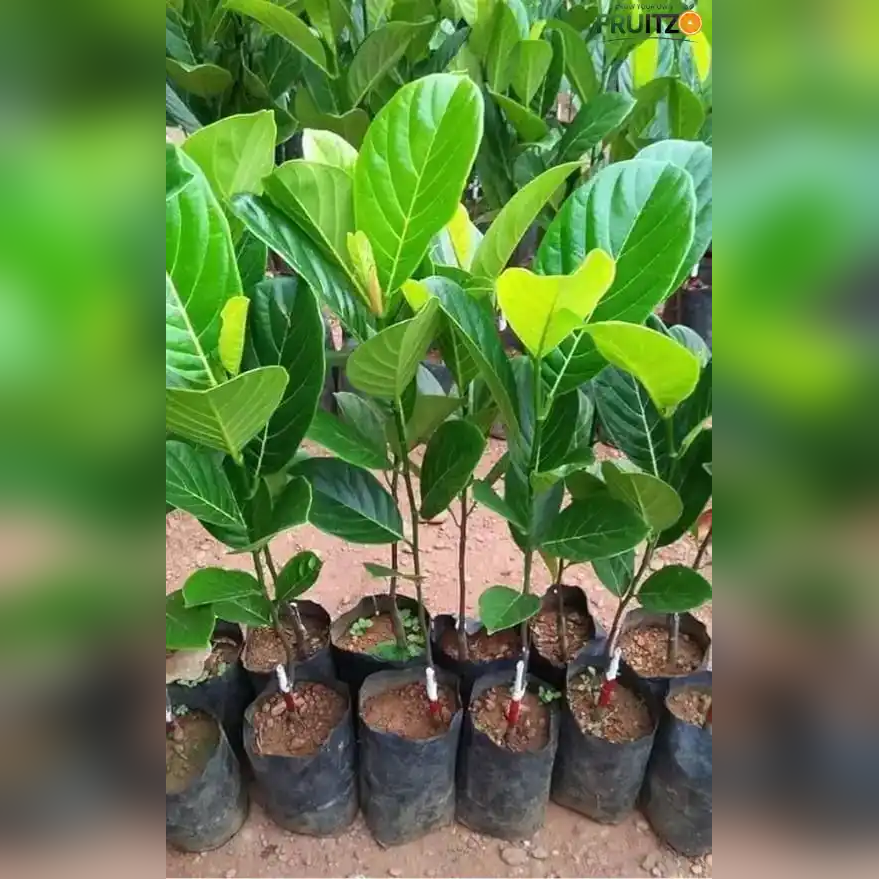 Thai All Time Jackfruit Grafted Plant 1.5 -2 Feet
