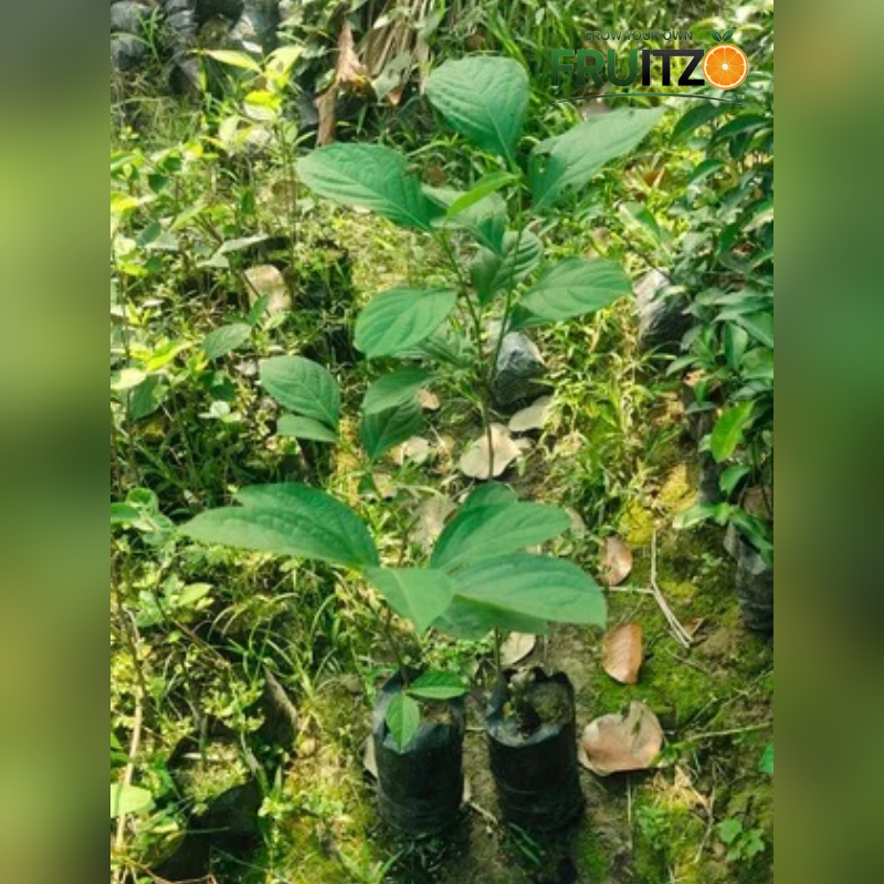 Pershimon Grafted plants 1.5-2 Feet for Home & Terrace Gardening
