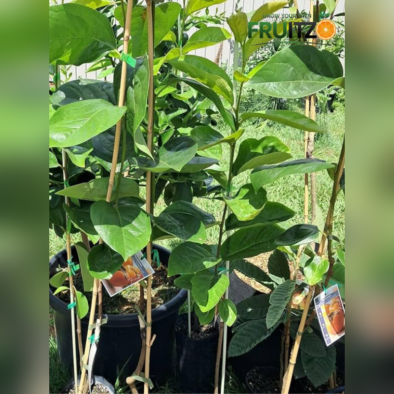 Walnut Grafted plants 1.5-2 Feet  for Home & Terrace Gardening