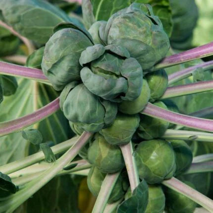 Brussel Sprout Seeds For Home & Terrace Gardening