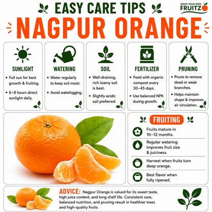 Nagpur Orange Grafted Plant 1.5-2 Feet for Indian Homes and Gardens