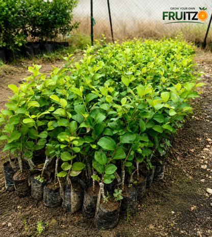 Red Kashmiri Apple Ber Grafted Plant 1 Feet  Perfect for Home Gardens