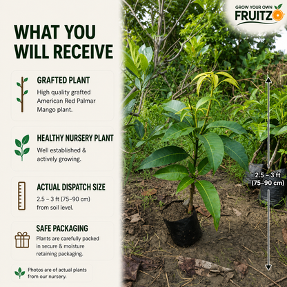 American Red Palmar Mango Grafted Plant For Home & Terrace Gardening.