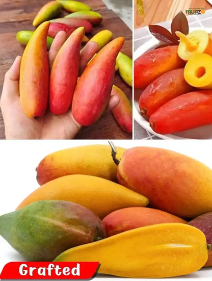 Chili Mango Grafted Fruit plant For Home & Terrace Gardening