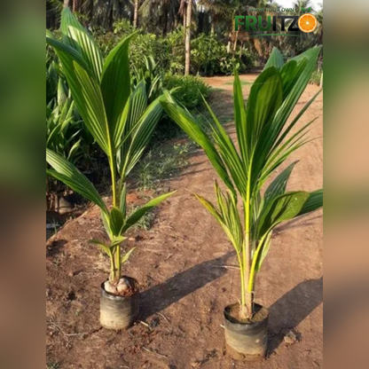 Chandra Laksha coconut plants 2.5-3Feet for Home & Terrace Gardening