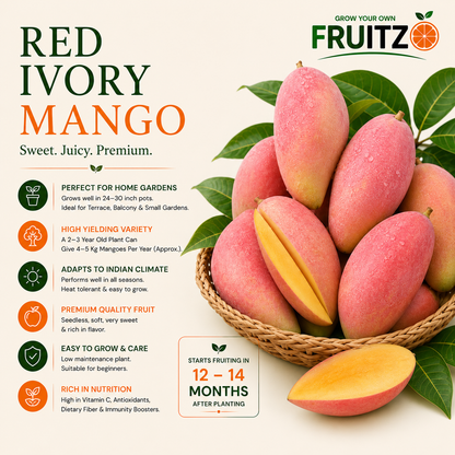 Red ivory mango Grafted Plant  For Home & Terrace Gardening