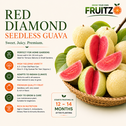 Seedless Red Diamond Guava Grafted Fruit Plant