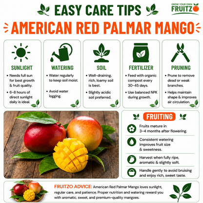 American Red Palmar Mango Grafted Plant For Home & Terrace Gardening.