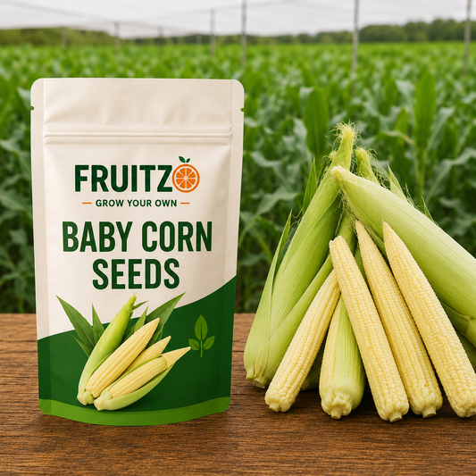 Baby Corn Seeds for Home & Terrace Gardening