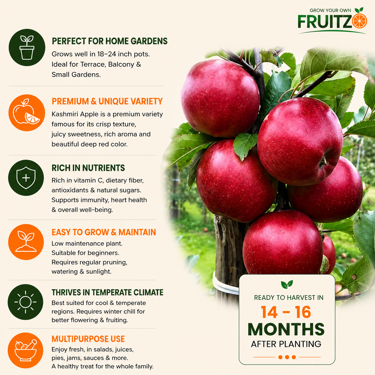 Healthy Kashmiri Grafted Apple Plant for Home & Terrace Gardening