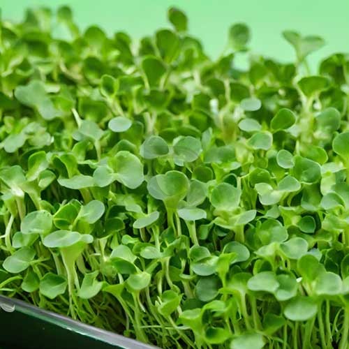 microgreens broccoli seeds