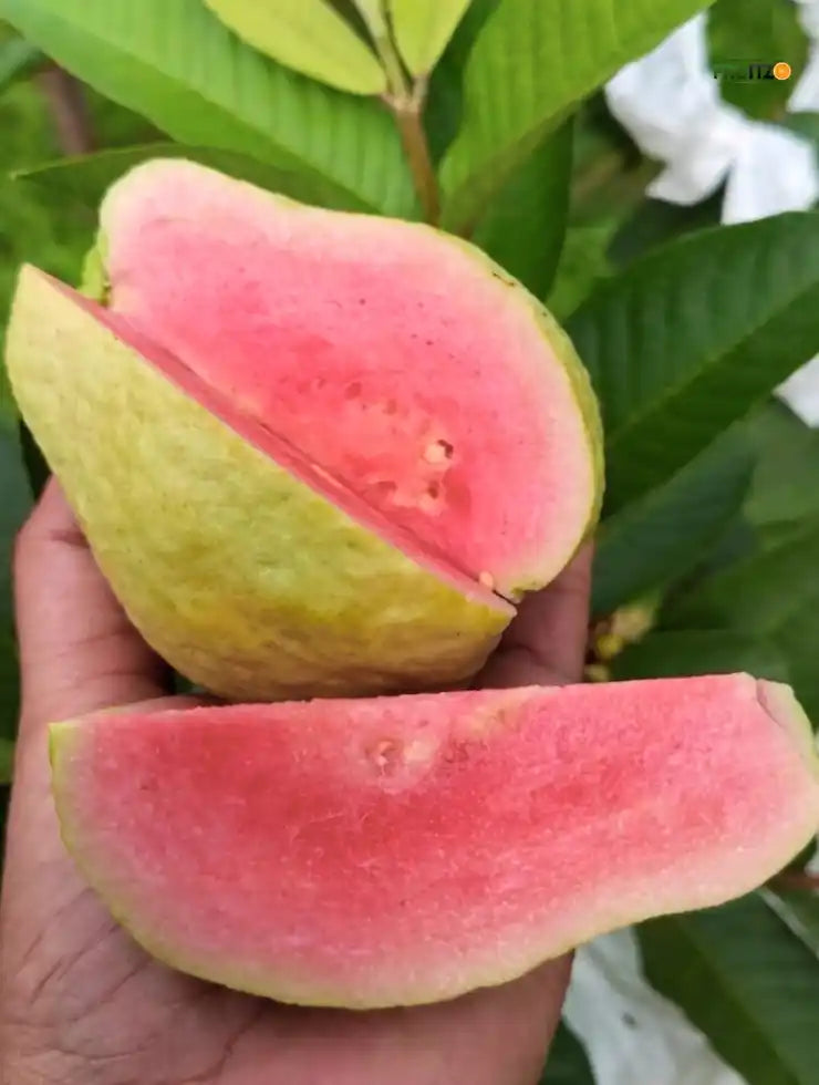Grafted Jarvi Diamond  Guava Fruit Plant (Seedless) For Home & Terrace Gardening