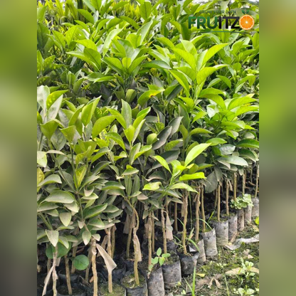 Vietnam Malta Mosambi Grafted Fruit Plant for Home & Terrace Gardening