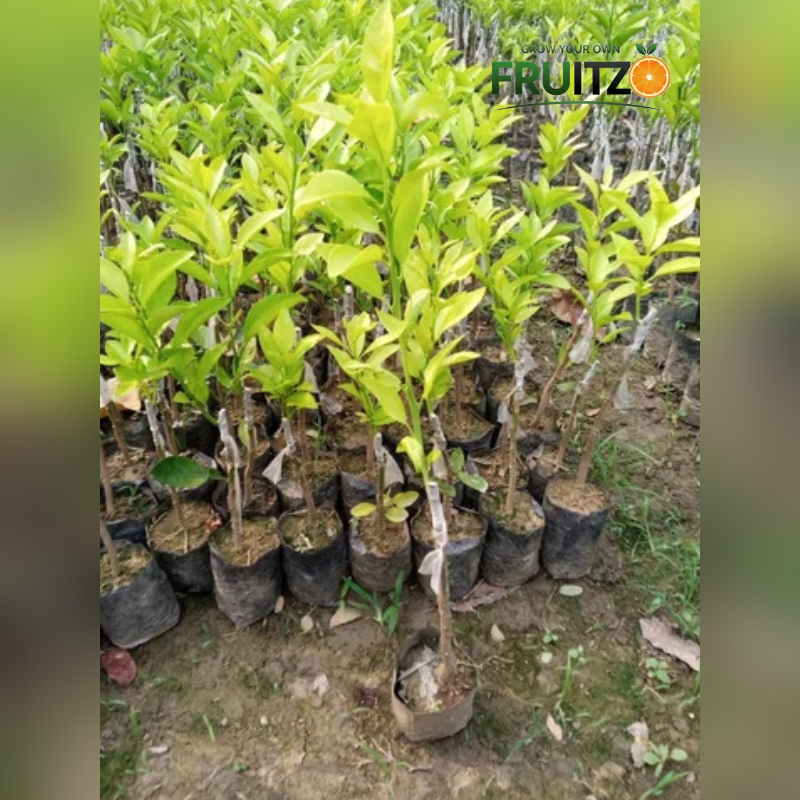 Vietnam Malta Mosambi Grafted Fruit Plant for Home & Terrace Gardening