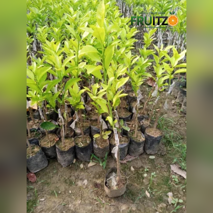 Vietnam Malta Mosambi Grafted Fruit Plant for Home & Terrace Gardening