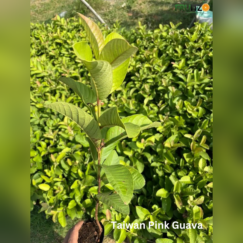 Terrace Mini Orchard Combo Grafted & Healthy Plants  for Home & Terrace Gardening (1.5--2.5'ft)